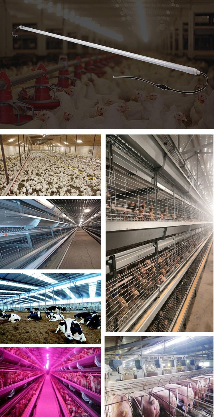 Lighting for Poultry Housing Lighting for Poultry Housing