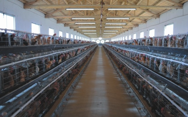 Grow-LED-Poultry-Light-2
