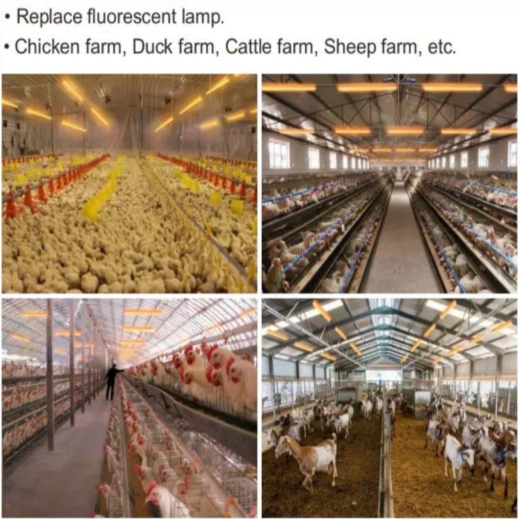 LED Animals Growing light