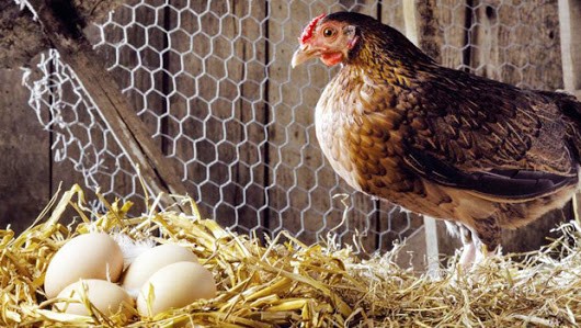 eggproducation1