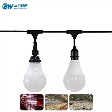 Domuz Binaları için Aydınlatma