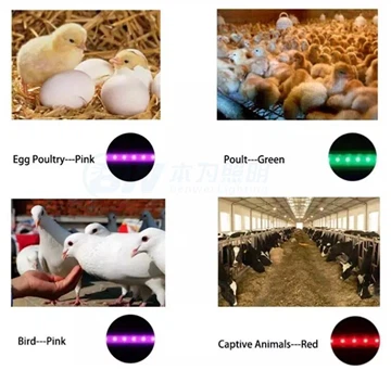 Açık Rengin Kanatlı Sağlığı ve Refahı Üzerindeki Etkileri