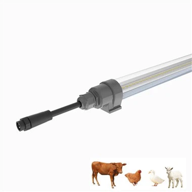 Tavuk Yumurtası Işık